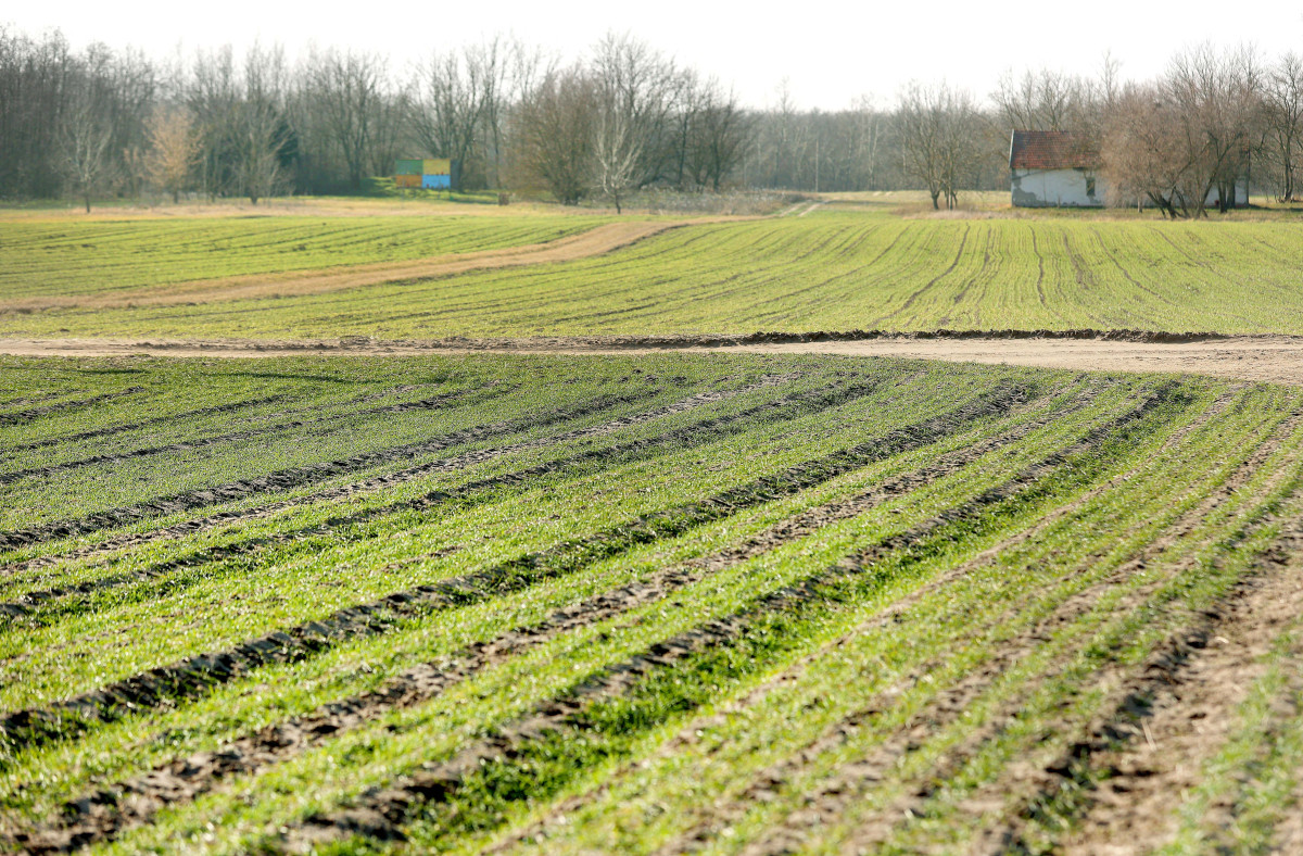 Mórahalom, termőföld, föld, mezőgazdaság, tél