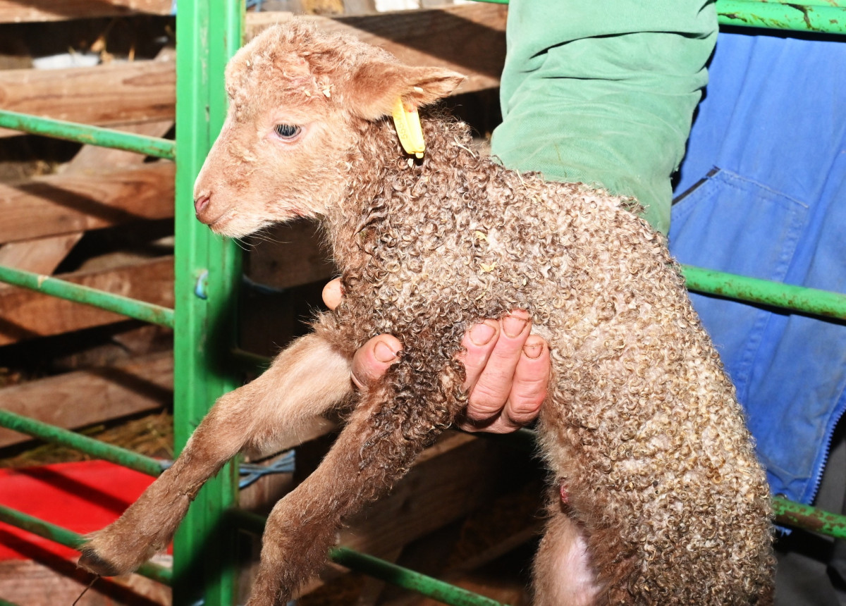 Nyitott istállók hétvégéje 2025