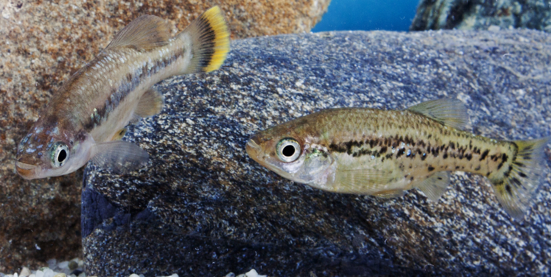 magashegyi fogasponty