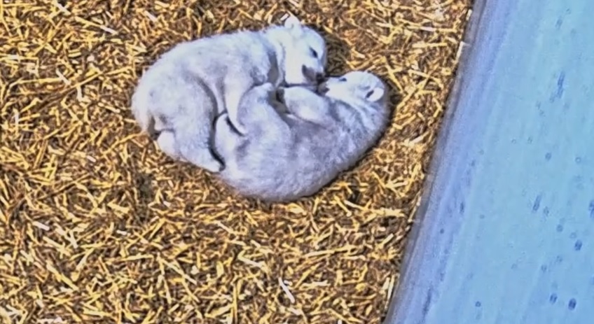 Jegesmedve ikrek születtek a Nyíregyházi Állatparkban