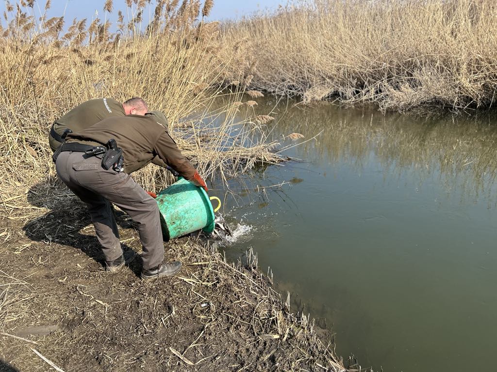2500 kg keszeget telepítettek Hajdú-Bihar vizeibe