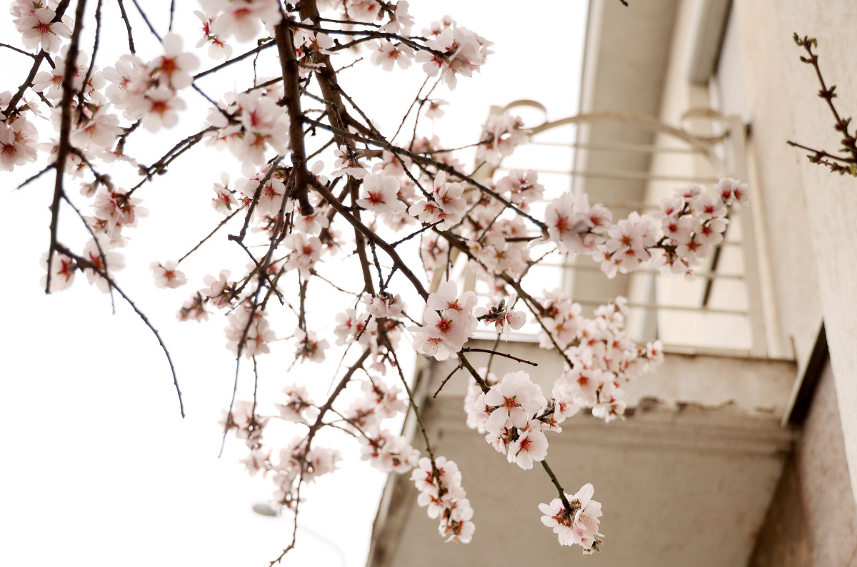 Szeged, március, virág, díszfa, Petőfi Sándor sgt., tavasz