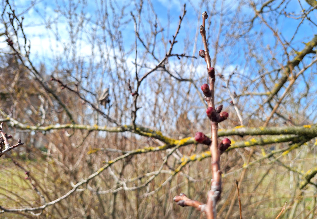 Szeged, gyümölcsfa, rügyfakadás, virágzás, március, tavasz