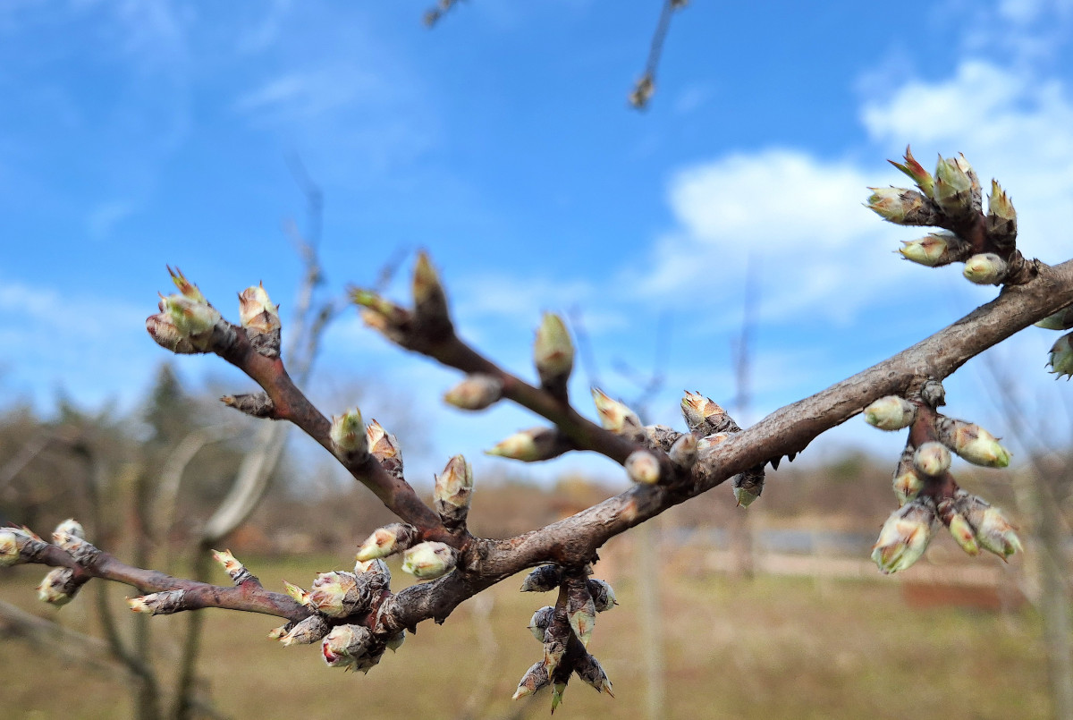 Szeged, gyümölcsfa, rügyfakadás, virágzás, március, tavasz
