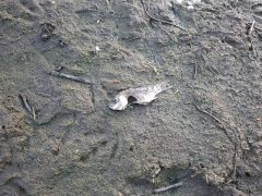 Vekeri-tó halpusztulás