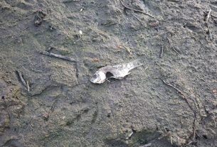 Vekeri-tó halpusztulás