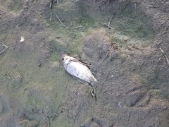 Vekeri-tó halpusztulás