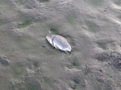 Vekeri-tó halpusztulás