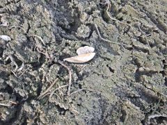 Vekeri-tó halpusztulás