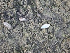 Vekeri-tó halpusztulás