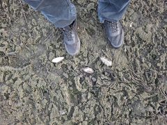 Vekeri-tó halpusztulás