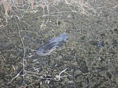 Vekeri-tó halpusztulás