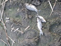 Vekeri-tó katasztrófa