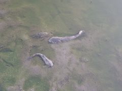 Vekeri-tó halpusztulás