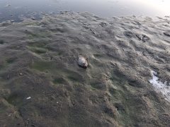 Vekeri-tó halpusztulás