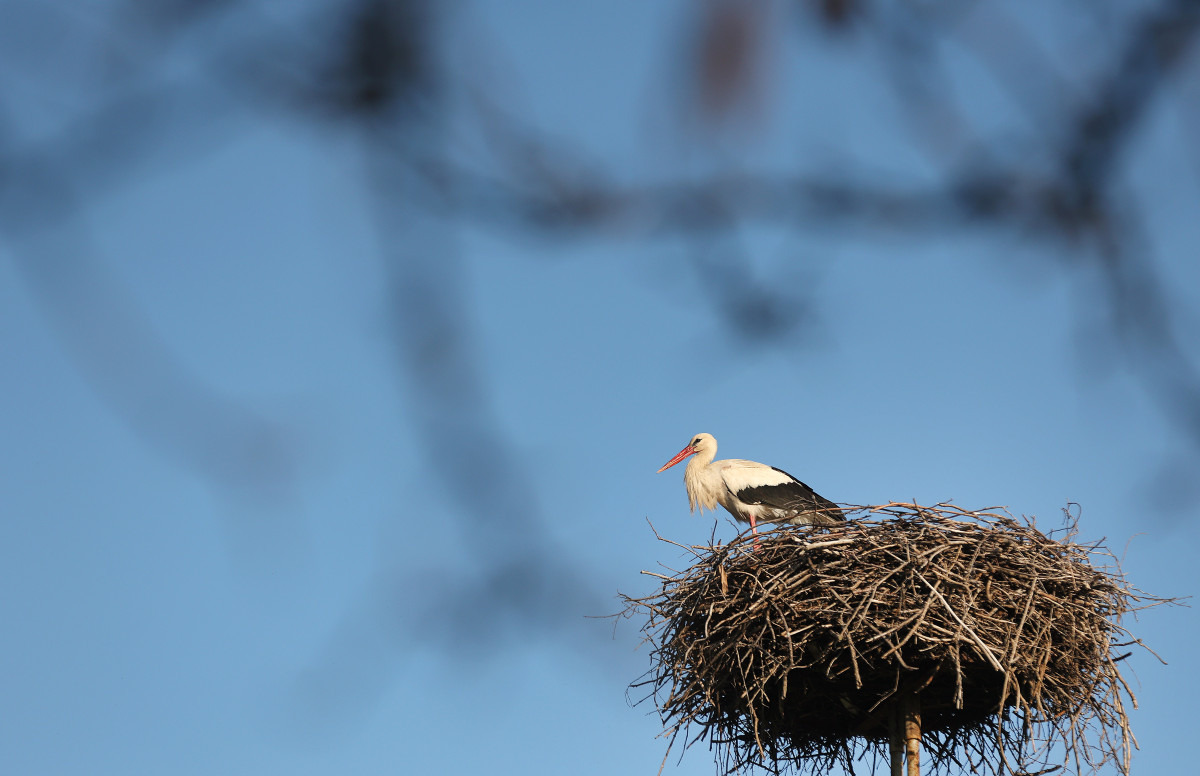 Szeged, március 21, megérkezett, első gólya, gólya, fészek, természet, Vadkerti tér