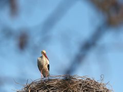 Szeged, március 21, megérkezett, első gólya, gólya, fészek, természet, Vadkerti tér