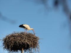 Szeged, március 21, megérkezett, első gólya, gólya, fészek, természet, Vadkerti tér