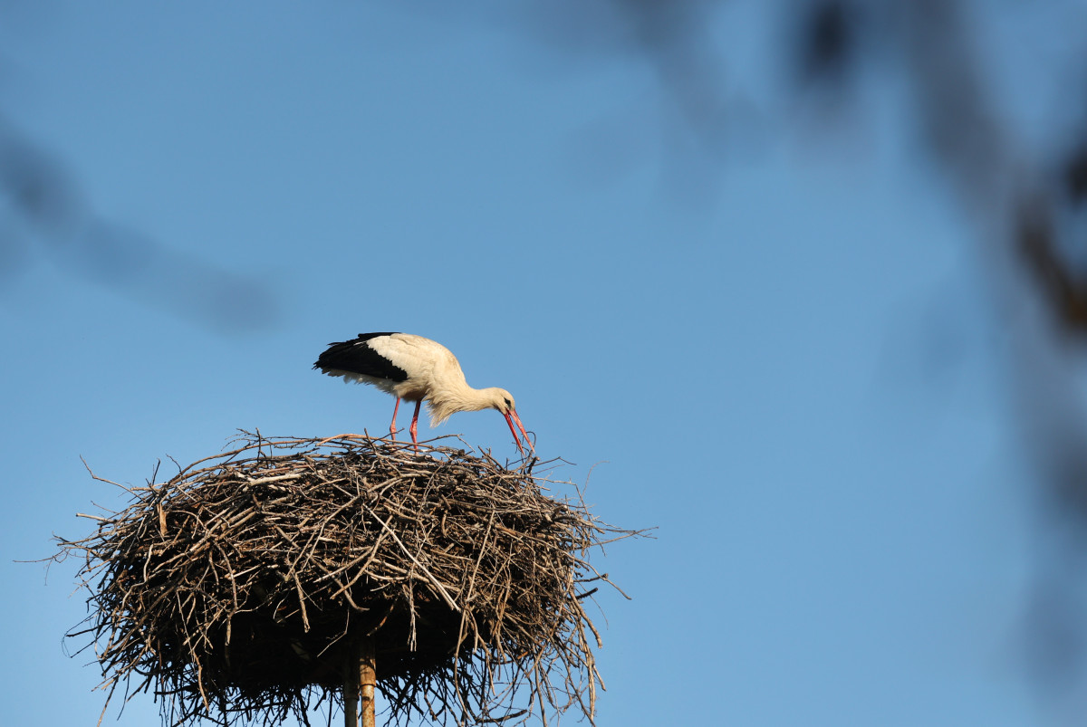 Szeged, március 21, megérkezett, első gólya, gólya, fészek, természet, Vadkerti tér