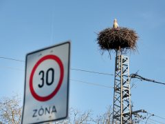 Szeged, március 21, megérkezett, első gólya, gólya, fészek, természet, Vadkerti tér