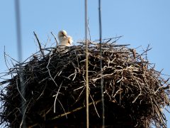 Szeged, március 21, megérkezett, első gólya, gólya, fészek, természet, Vadkerti tér