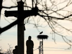 Szeged, március 21, megérkezett, első gólya, gólya, fészek, természet, Vadkerti tér