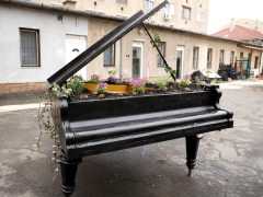 Szeged, virág, zongora, Dáni utca, Szent József jezsuita templom, udvar, mini kert