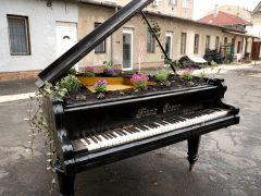 Szeged, virág, zongora, Dáni utca, Szent József jezsuita templom, udvar, mini kert