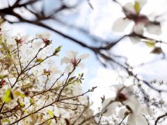 Szeged, magnólia, fa, virágzik, tavasz, március, természet