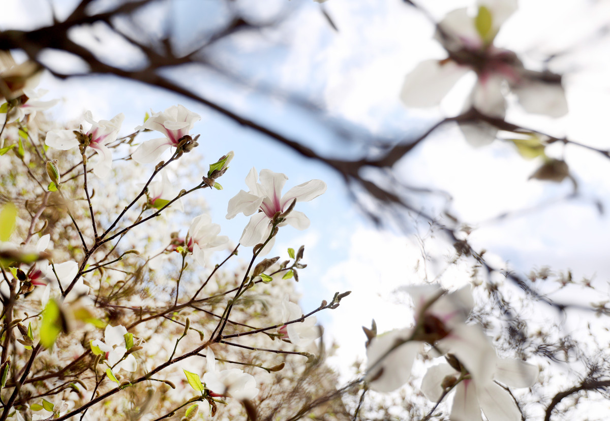 Szeged, magnólia, fa, virágzik, tavasz, március, természet