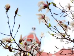 Szeged, magnólia, fa, virágzik, tavasz, március, természet