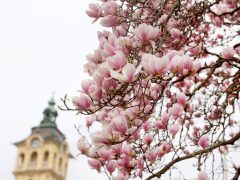 Szeged, virág, virágzik, Széchenyi tér, magnólia, magnólia fa, természet, tavasz, március, virág