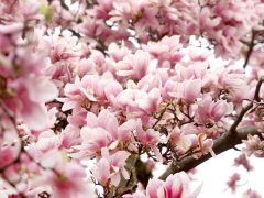 Szeged, virág, virágzik, Széchenyi tér, magnólia, magnólia fa, természet, tavasz, március, virág