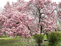 Szeged, virág, virágzik, Széchenyi tér, magnólia, magnólia fa, természet, tavasz, március, virág