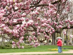 Szeged, virág, virágzik, Széchenyi tér, magnólia, magnólia fa, természet, tavasz, március, virág