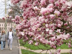 Szeged, virág, virágzik, Széchenyi tér, magnólia, magnólia fa, természet, tavasz, március, virág