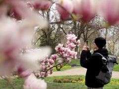 Szeged, virág, virágzik, Széchenyi tér, magnólia, magnólia fa, természet, tavasz, március, virág