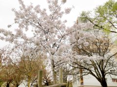 Szeged, tavasz, időjárás, március, virág, fák, Zápor-tó, Vér-tó, természet