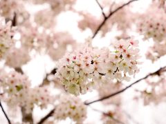 Szeged, tavasz, időjárás, március, virág, fák, Zápor-tó, Vér-tó, természet