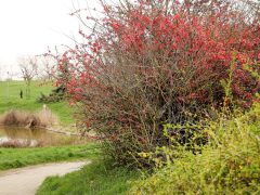 Szeged, tavasz, időjárás, március, virág, fák, Zápor-tó, Vér-tó, természet