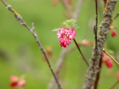 Szeged, tavasz, időjárás, március, virág, fák, Zápor-tó, Vér-tó, természet