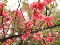 Szeged, tavasz, időjárás, március, virág, fák, Zápor-tó, Vér-tó, természet