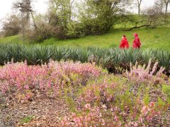 Szeged, tavasz, időjárás, március, virág, fák, Zápor-tó, Vér-tó, természet