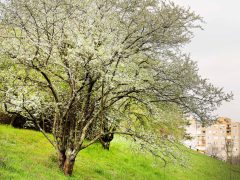 Szeged, tavasz, időjárás, március, virág, fák, Zápor-tó, Vér-tó, természet