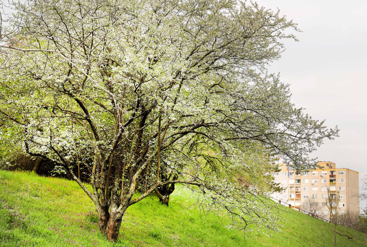 Szeged, tavasz, időjárás, március, virág, fák, Zápor-tó, Vér-tó, természet