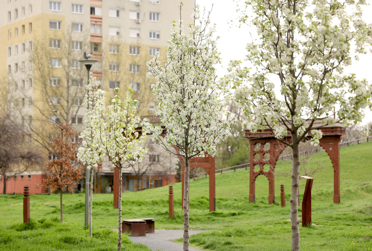 Szeged, tavasz, időjárás, március, virág, fák, Zápor-tó, Vér-tó, természet