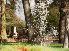 Szeged, Füvészkert, tavasz, természet