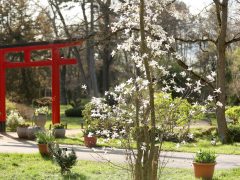 Szeged, Füvészkert, tavasz, természet