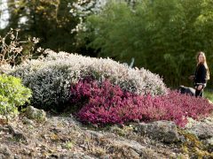 Szeged, Füvészkert, tavasz, természet