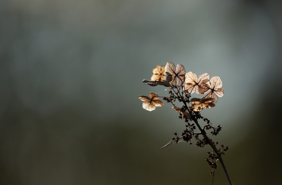 Szeged, Füvészkert, tavasz, természet